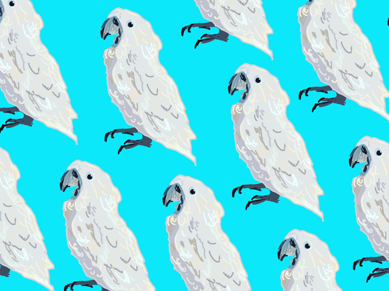Sqwak pattern illustration procreate apple pencil ipad pro