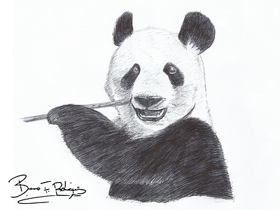 Panda Bear animal bear book design draw illustration nature panda sketch sketchbook