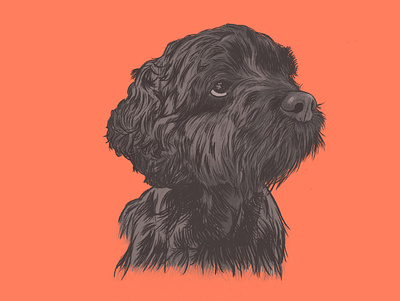 Murray Roux the Cockapoo cockapoo digital illustration dog dog portrait illustration pet pet portrait pets procreate