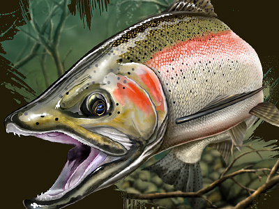 Steelhead digital painting fishing fly illustration river t shirt trout
