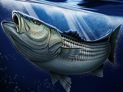 Striped Bass big game fish fishing illustration ocean rockfish striper underwater