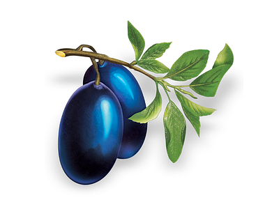 European plum