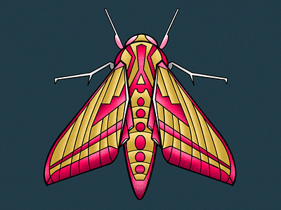 elephant hawk moth butterfly illustration moth stylised textured