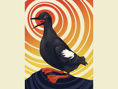 Pigeon Guillemot animals animals illustrated bird bird illustration illustration