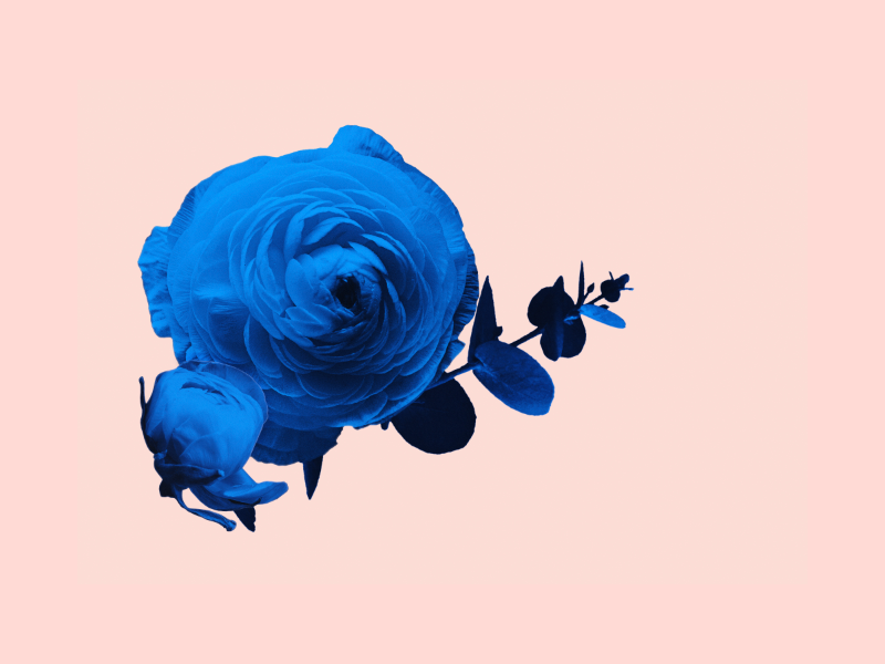 Blue flowers on pink pink blue flowers