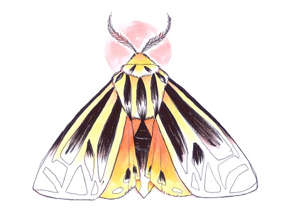 Tiger Moth