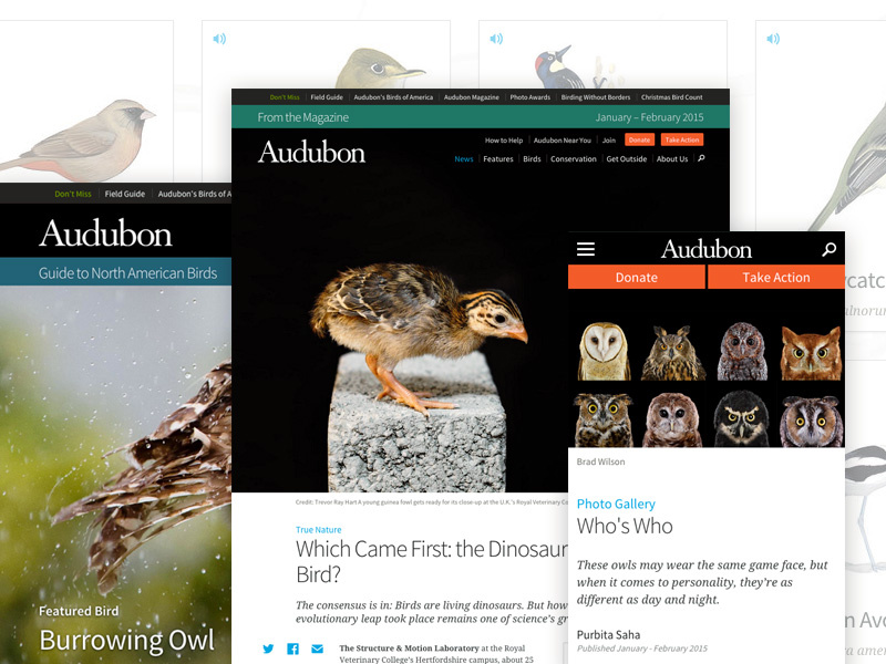 National Audubon Society by Tom Carmony on Dribbble