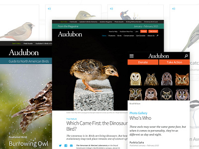 National Audubon Society audubon birds editorial mule design nature