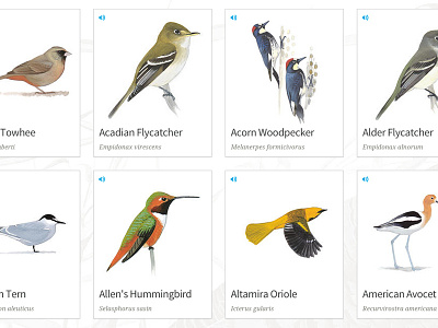 Bird Cards audubon birds editorial illustration mule design nature