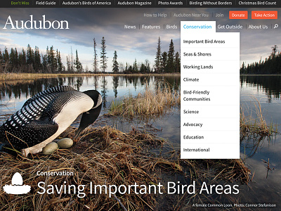 Powerful Imagery audubon birds fundraising mule design nature non profit photography