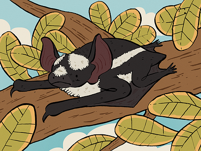 Pied Bat