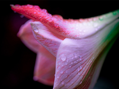 Pink Amaryllis black composition flower green photo photographer photography pink