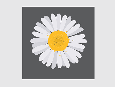 1 Daisy design flat flower flower illustration illustration illustrator vector