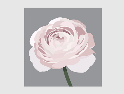 3 Ranunculus design flat flower flower illustration illustration illustrator vector