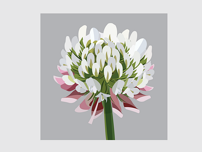 5 Clover design flat flower flower illustration illustration illustrator vector