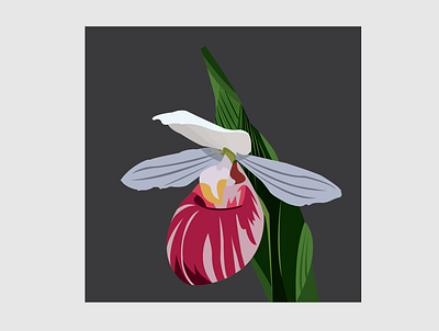 6 Showy Lady s Slipper design flat flower flower illustration illustration illustrator vector
