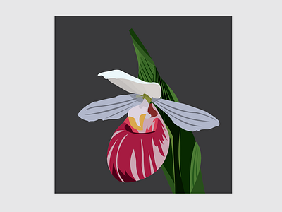 6 Showy Lady s Slipper design flat flower flower illustration illustration illustrator vector