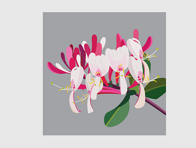 7 Osmanthus design flat flower flower illustration illustration illustrator vector