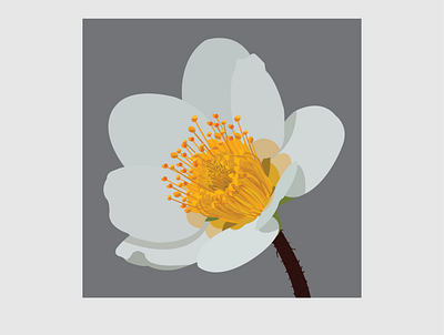 9 Mountain Avens design flat flower flower illustration illustration illustrator vector