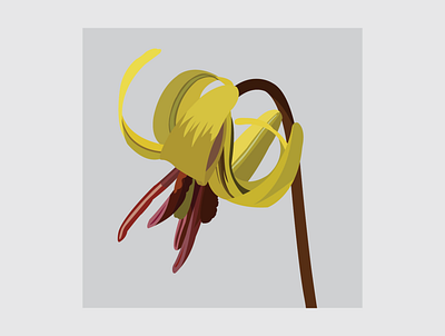 10 Trout lily design flat flower flower illustration illustration illustrator vector