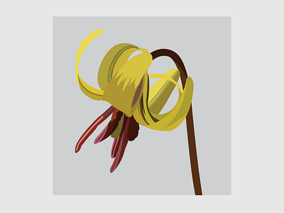 10 Trout lily