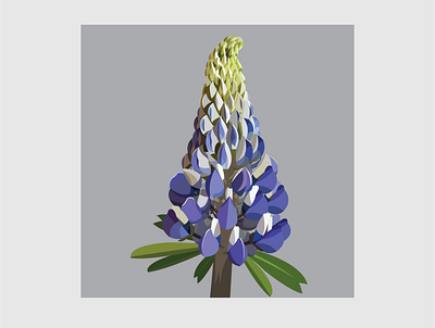 11 Lupin design flat flower flower illustration illustration illustrator vector