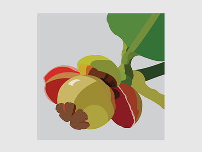 12 Mangosteen Flower design flat flower flower illustration illustration illustrator vector