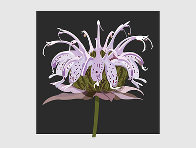 14 Bee Balm design flat flower flower illustration illustration illustrator vector