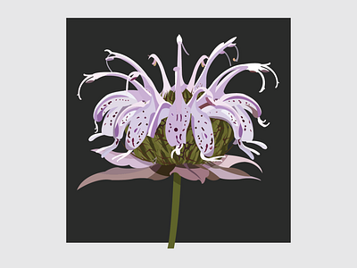 14 Bee Balm