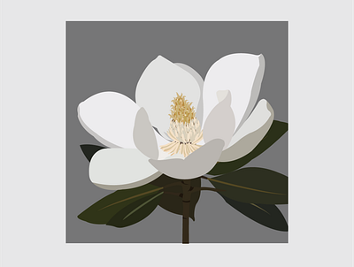 15 Southern Magnolia design flat flower flower illustration illustration illustrator vector
