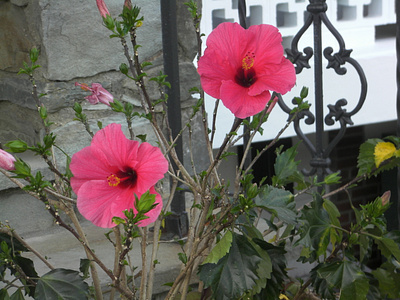 Pink Hibiscus on a Wrought Iron Fence - photography branding business card logo photography