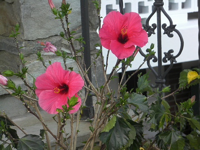 Pink Hibiscus on a Wrought Iron Fence - photography