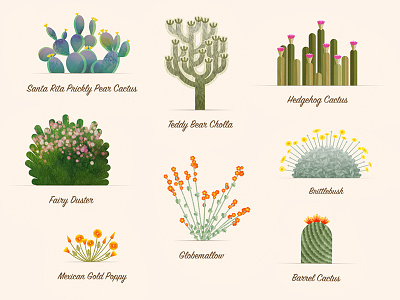 Southwest Plants and Animals Posters by Becca Rand on Dribbble