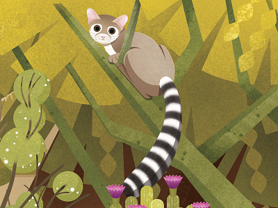 Ring-tailed Cat illustration