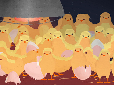 Baby chicks after effects baby characters chickens chicks duik eggs farm video
