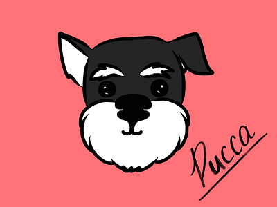 Pucca illustration mini schnauzer procreate