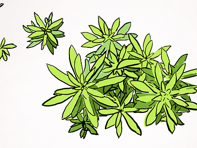 Sedum Repestre Angelina flower green illustration illustrator
