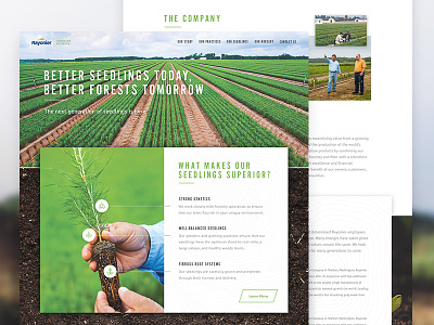 Rayonier Seedlings Website