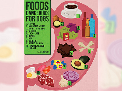 Foods Infographic animals dangerous dogs illustration illustrator infographic photoshop stomach