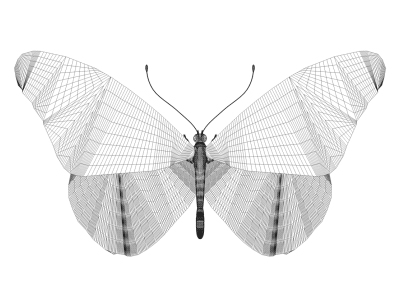 Butterfly Animated GIF 3d animal animated butterfly c4d cell cinema4d gif illustration photoshop render wireframe