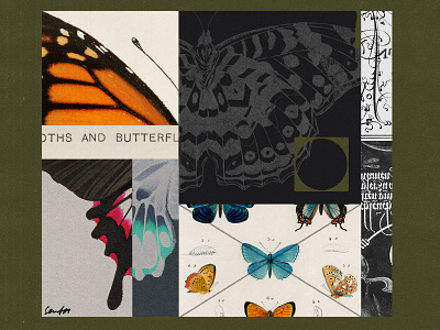 262 butterflies collage februllage illustration