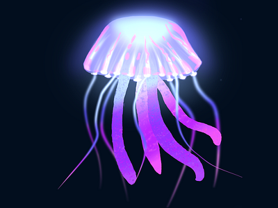 Jellyfish