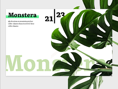 Daily Landing Page – Monstera