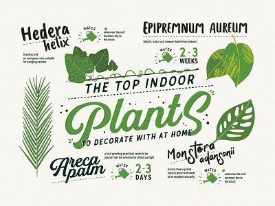 The Top Indoor Plants design illustration indoor infographic interior nature plant planter plants vector