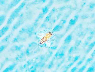 Bee in the pool bee floating photo photograph pool summer swimmingpool texture