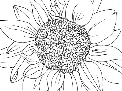 Sunflower Detail botanical branding floral flower graphic design identity illustration