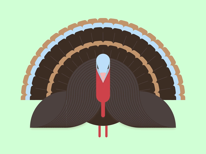 Thanksgiving 2017! animation design flat illustration thanksgiving turkey