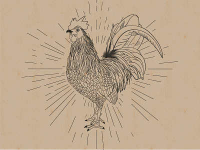 Vintage Rooster animal blackwhite illustration rooster vector