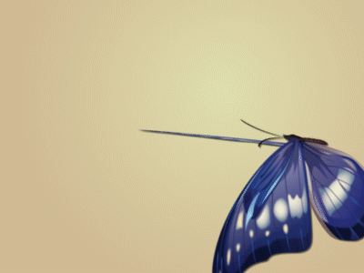 Butterfly Animation by Kowsar Ahammad Mamun on Dribbble