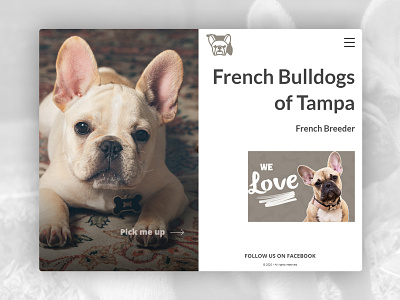 French Puppy Website french bulldog webdesign